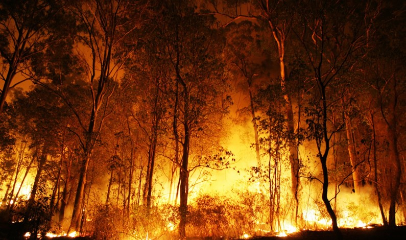 Orden, progreso y fuego: la bolsonarización de las políticas ambientales Orden, progreso y fuego: la bolsonarización de las políticas ambientales